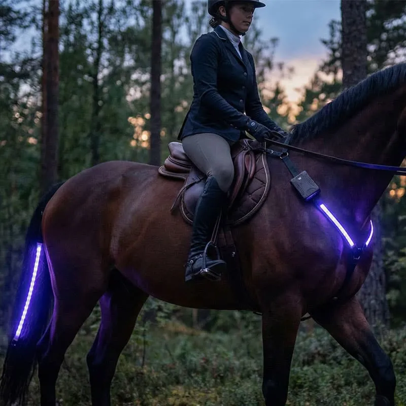 Horse on a forest trail at twilight equipped with a heavy-duty purple LED breastplate and 80-LED tail light, showcasing professional waterproof equestrian safety lighting.